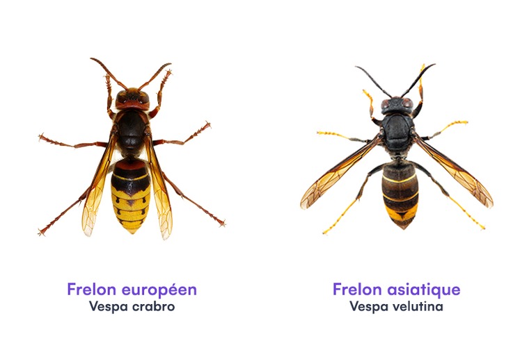 Comparaison entre le frelon asiatique et européen
